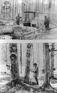 Gathering and Processing Maple Syrup, 1900. LOC: 2012647942.