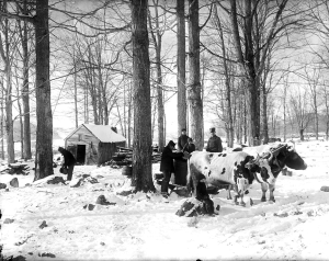 Maple Sugar Camp, Vermont,  1906.  Detroit Pub. Co. LOC: 2016805917.