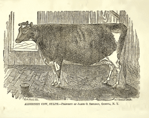Alderney Cow, Sylph, Property of James O. Shelden, Geneva, NY, E.G. Storke, (editor), The Domestic Animals; from the Latest and Best Authorities, Auburn, NY: The Auburn Publishing Company, 1859, 104.