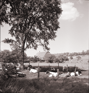 Orchards and farmland in the surroundings of Southington, Connecticut, twenty miles southwest of Glastonbury. Fenno Jacobs, photographer, May 23-30, 1942.  LOC: fsa.8d35095.