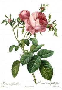 Rosa centifolia foliacea’’ (Cabbage Rose) by Pierre-Joseph Redouté (1759–1840) in public domain.