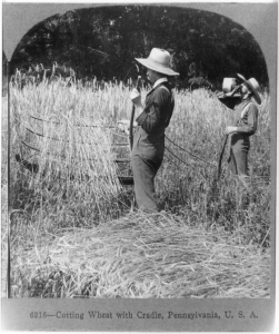 Two men in wheat field harvesting wheat using cradle scythes. Keystone View Company, PA, 1905. Library of Congress: 2015646638.