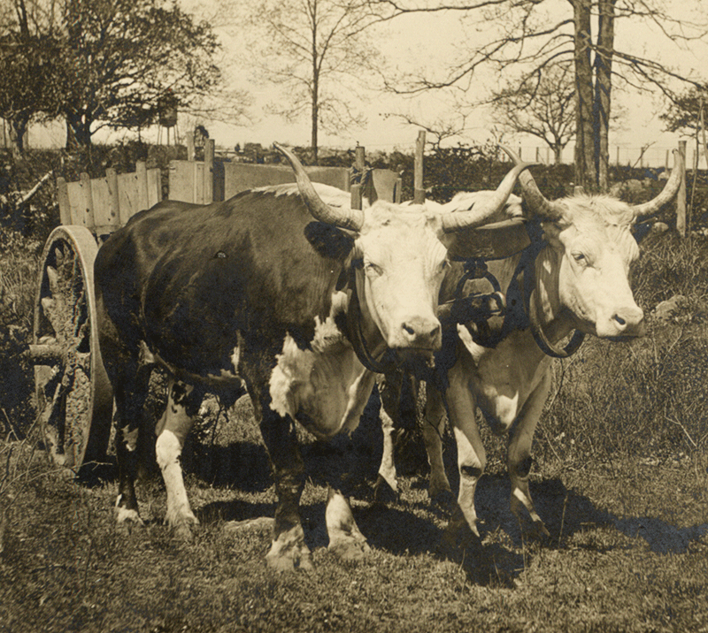 Oxen pulling a cart. Photo: Public Domain.